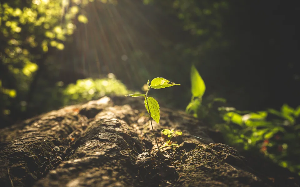 Eine junge Pflanze wächst aus dem Waldboden dem warmen Sonnenlicht entgegen.